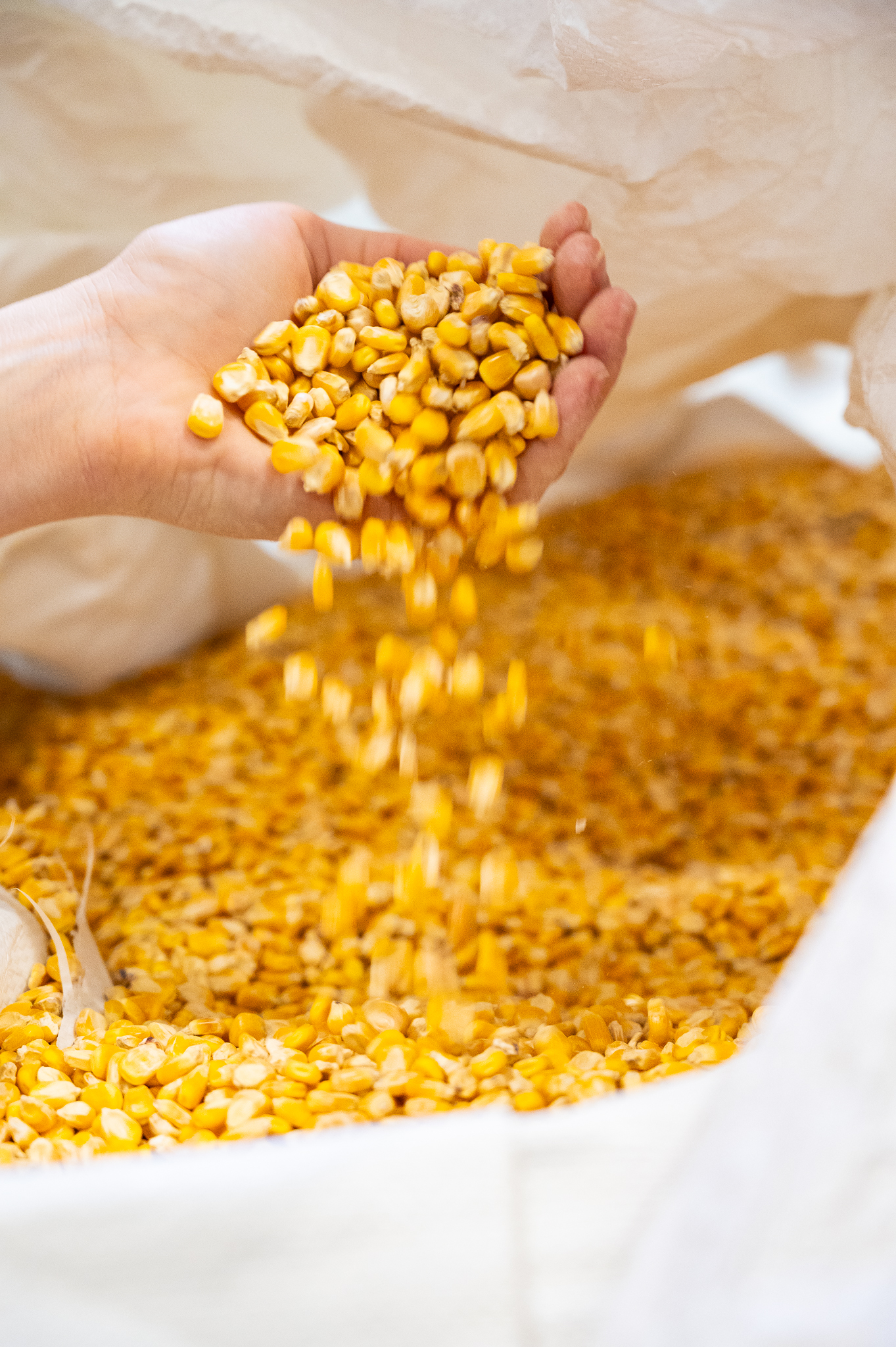 Texas corn poured by hand