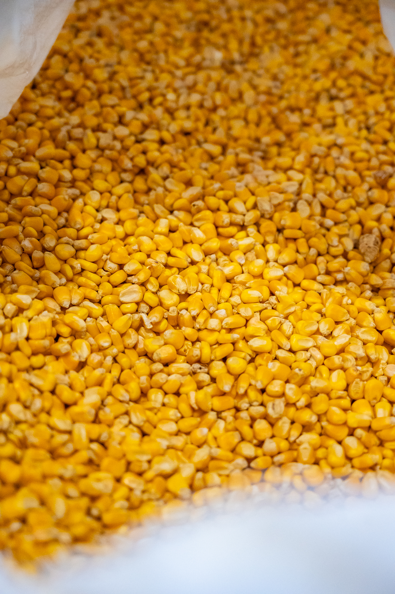 Texas-grown corn